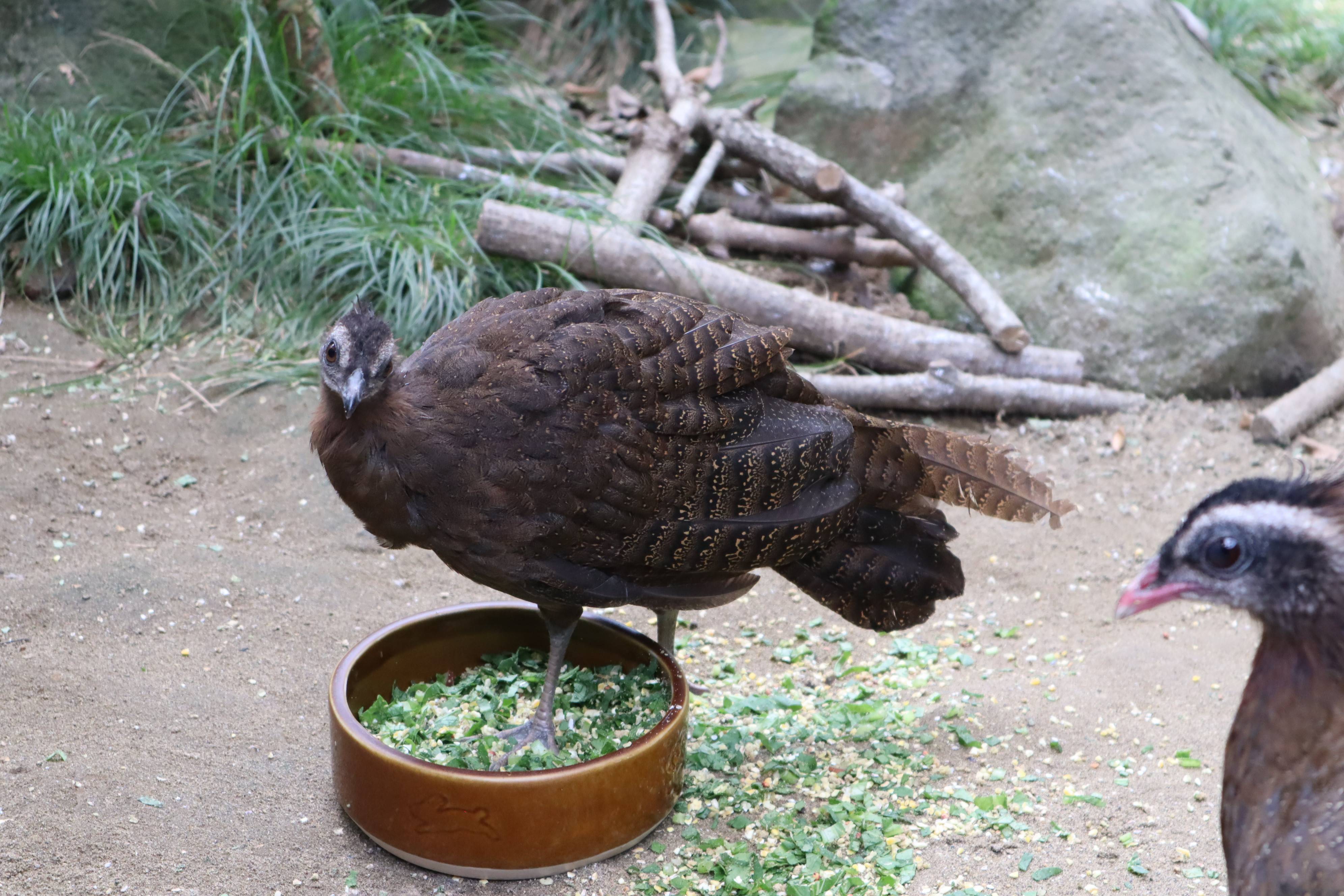 【飼育日誌】20210405:成長記10 (10).jpg