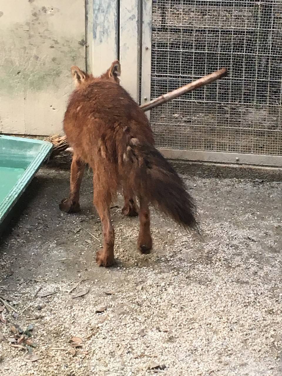 ケーシーおもちゃ (18).jpeg