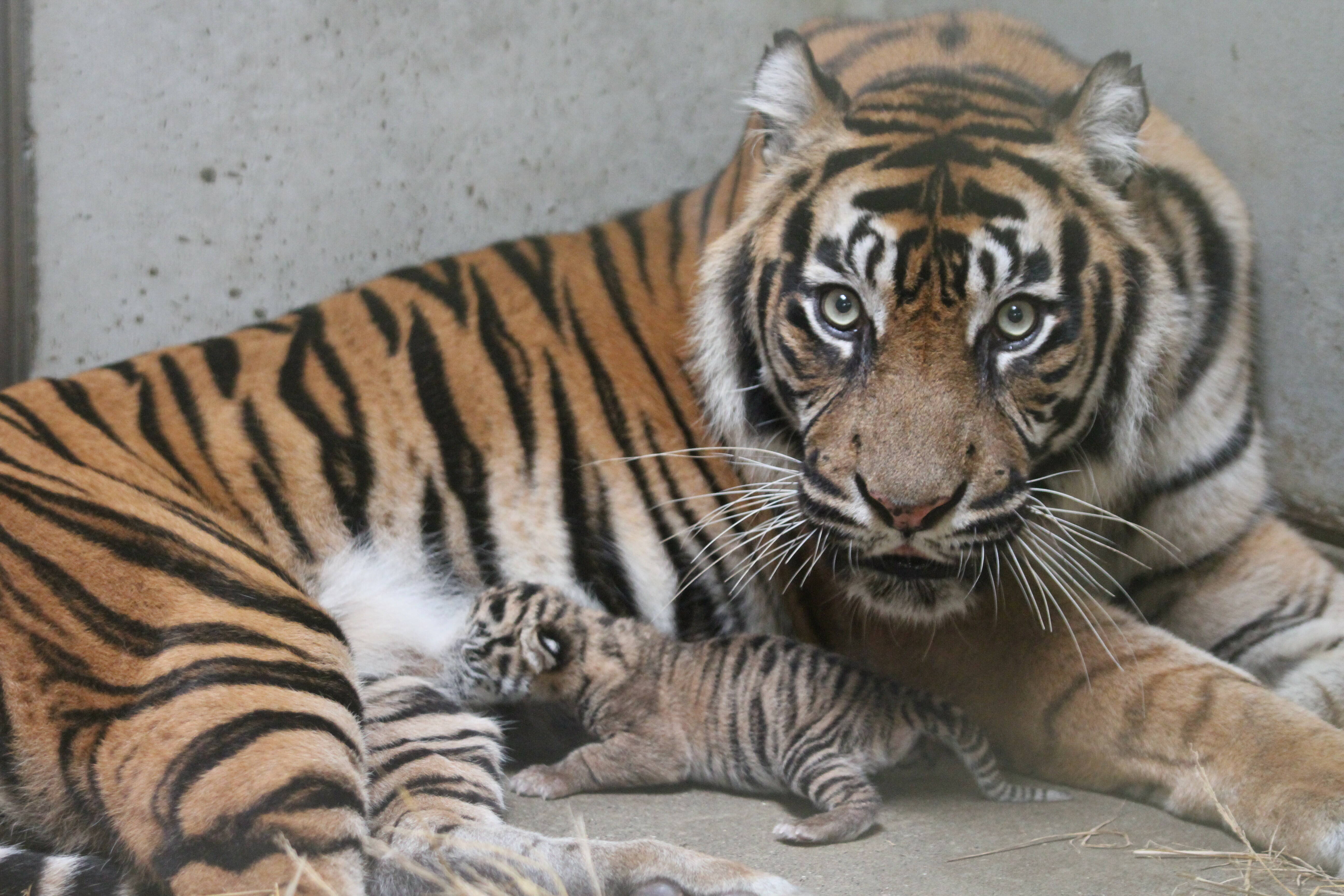 祝祝祝！！！|すまとらとら｜ブログ|よこはま動物園ズーラシア