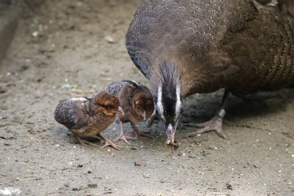 【飼育日誌】202008016:成長記3 (19).jpg