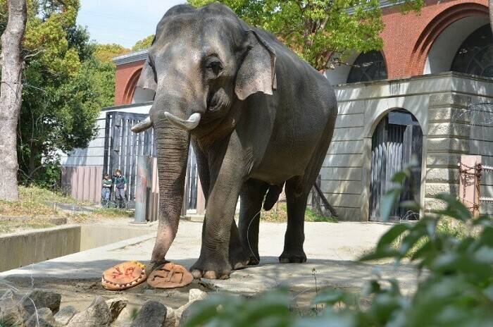 飼育日誌 190428-1 20thゾウ.jpg