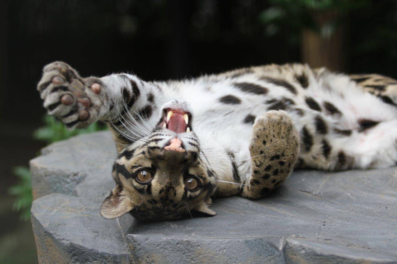 シェルター上で寝転ぶスル