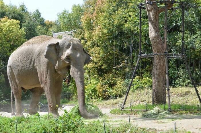 飼育日誌 190428-11 20thゾウ.jpg