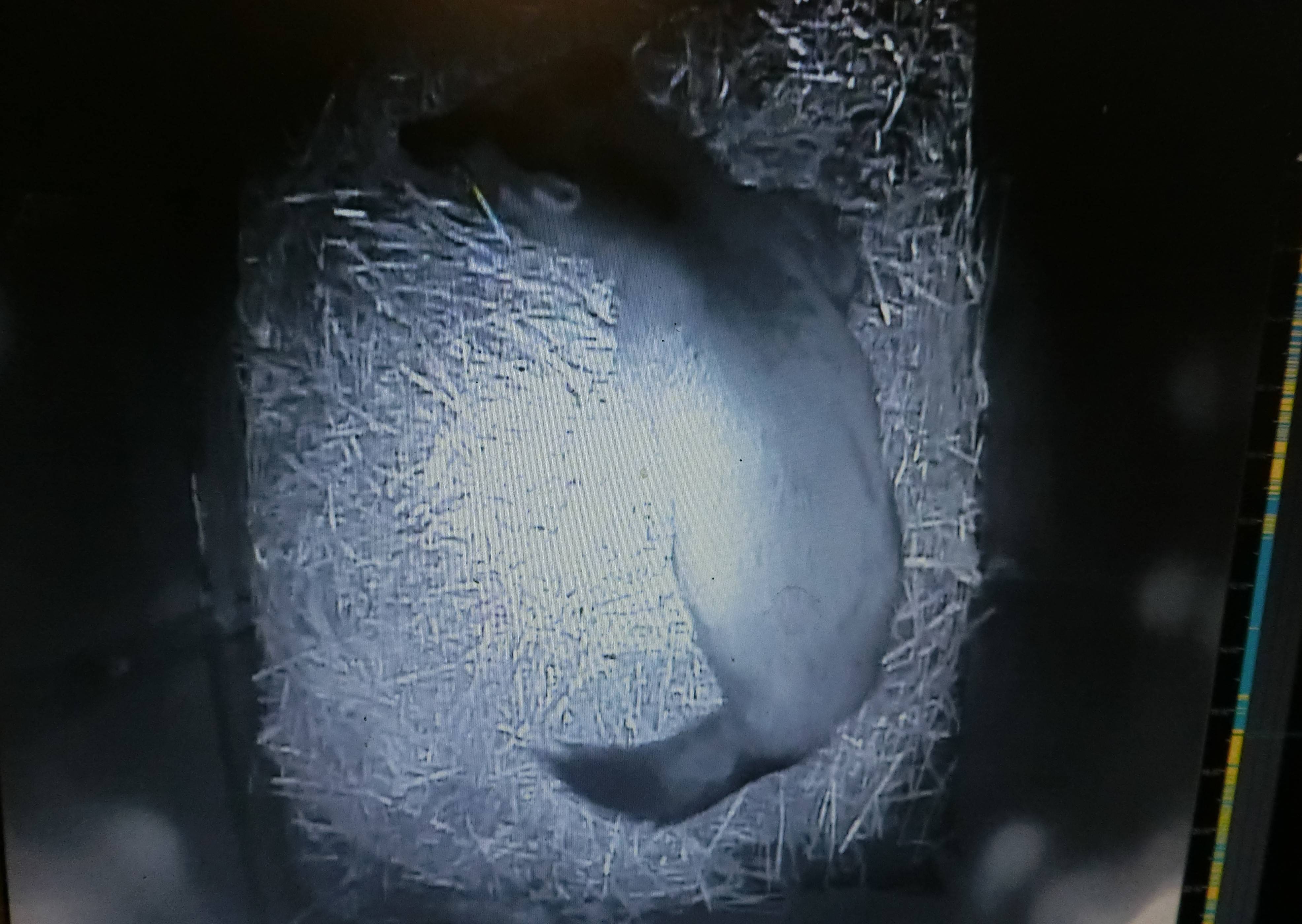 バースデー (1).jpg