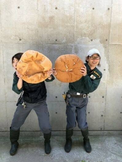 飼育日誌 20190519-2 裏側.jpg