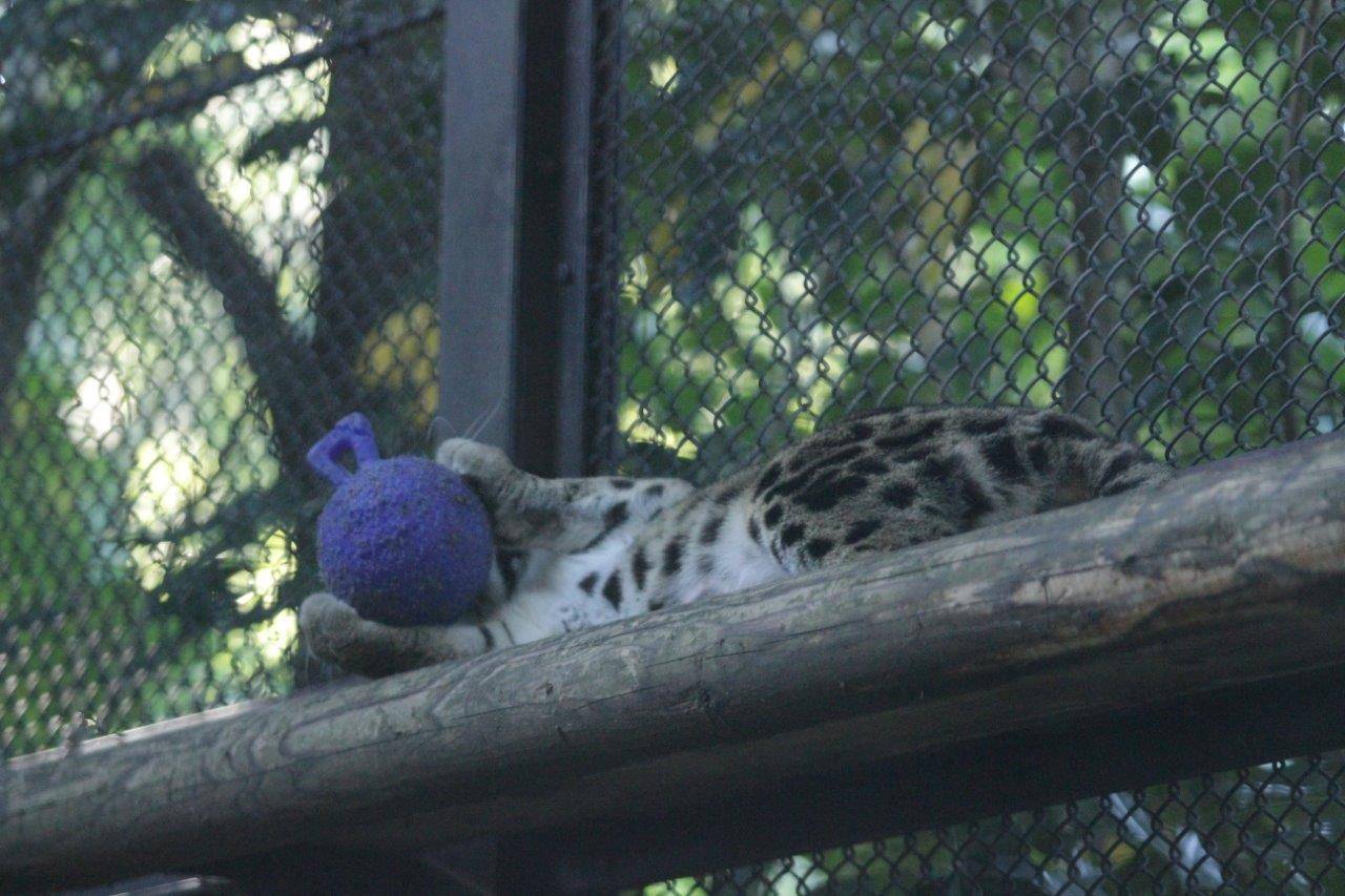 キャットウォークの上でジョリーボールを持つブー