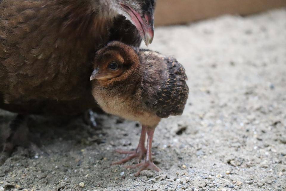 【飼育日誌】20220101：今年の干支は (3).jpg