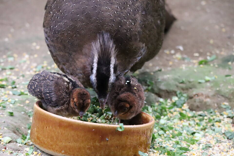 【飼育日誌】202008016:成長記3 (22).jpg