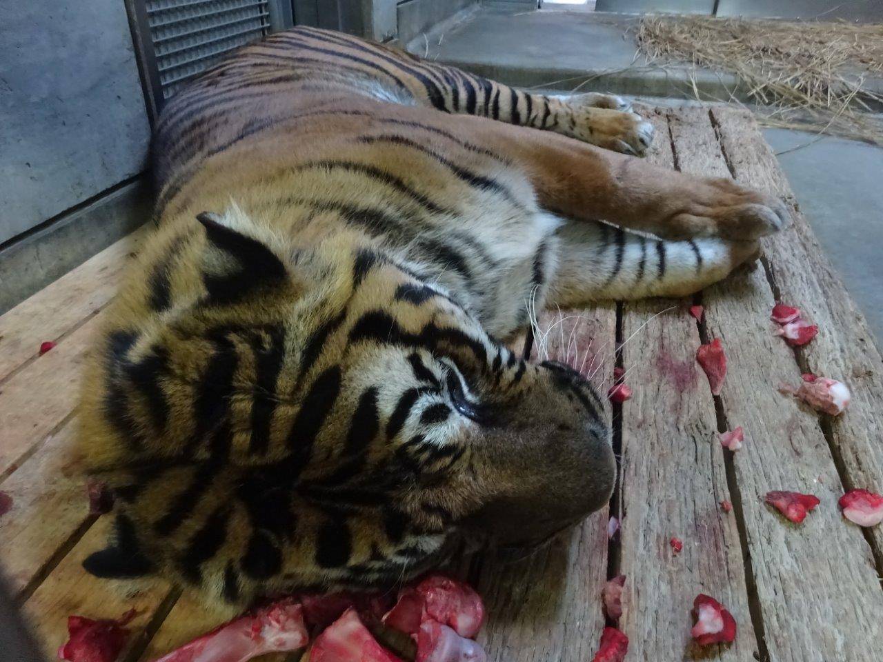 骨に囲まれ眠るガンター