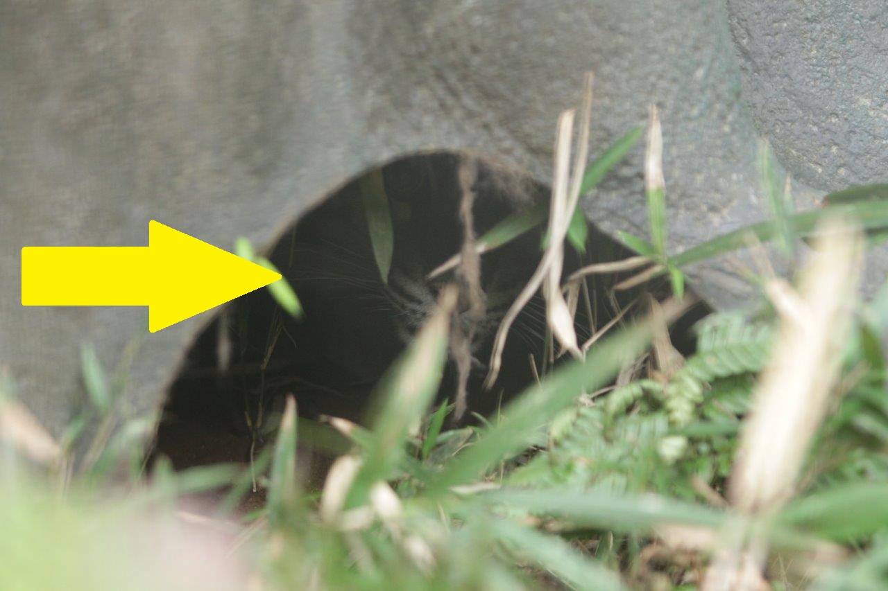 シェルターの下段の出入り口から、中のブーの顔が見える