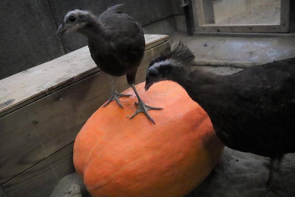 【飼育日誌】20211112:セイランハロウィン (3).jpg
