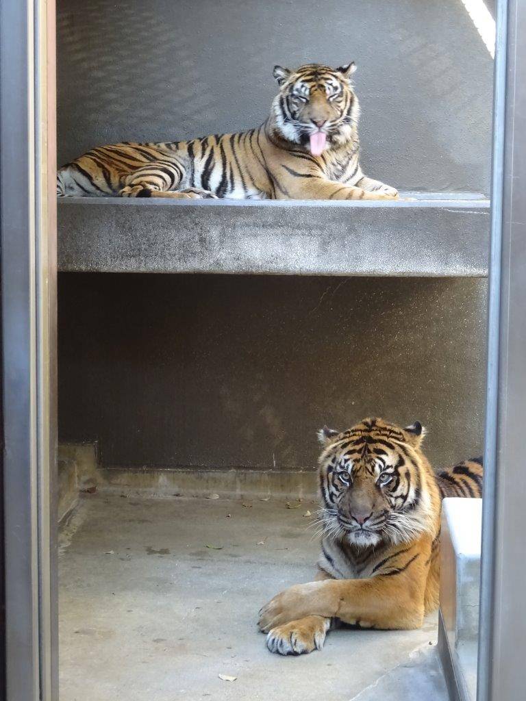 サブ運動場で同居中のガンターとデル