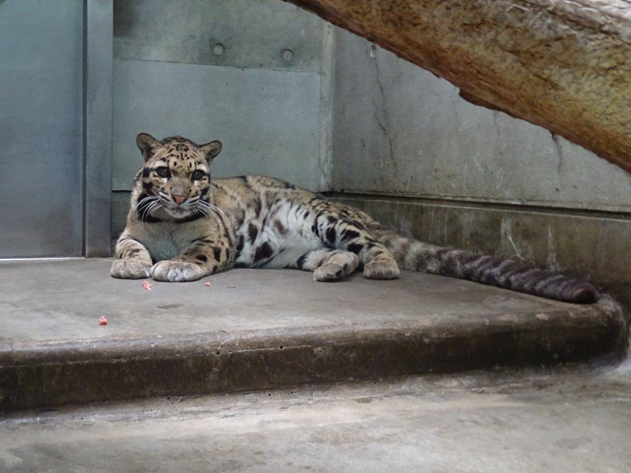 床暖上で休むアニル