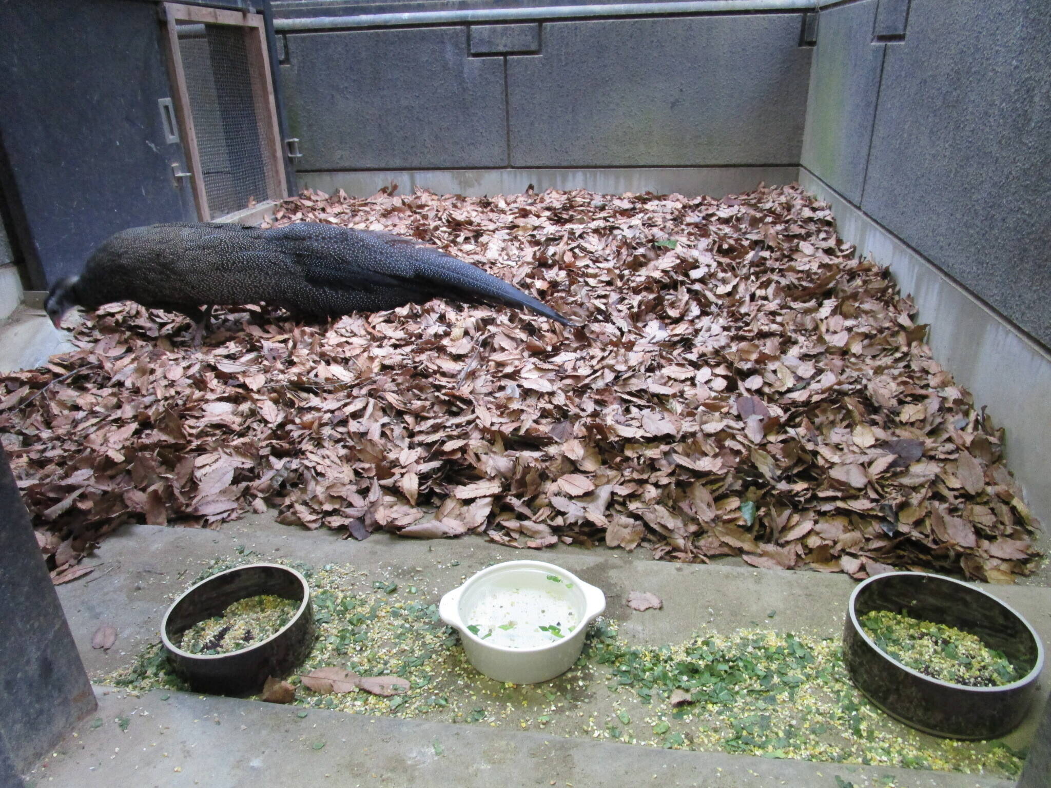 【飼育日誌】20191205：落ち葉⑥.jpg