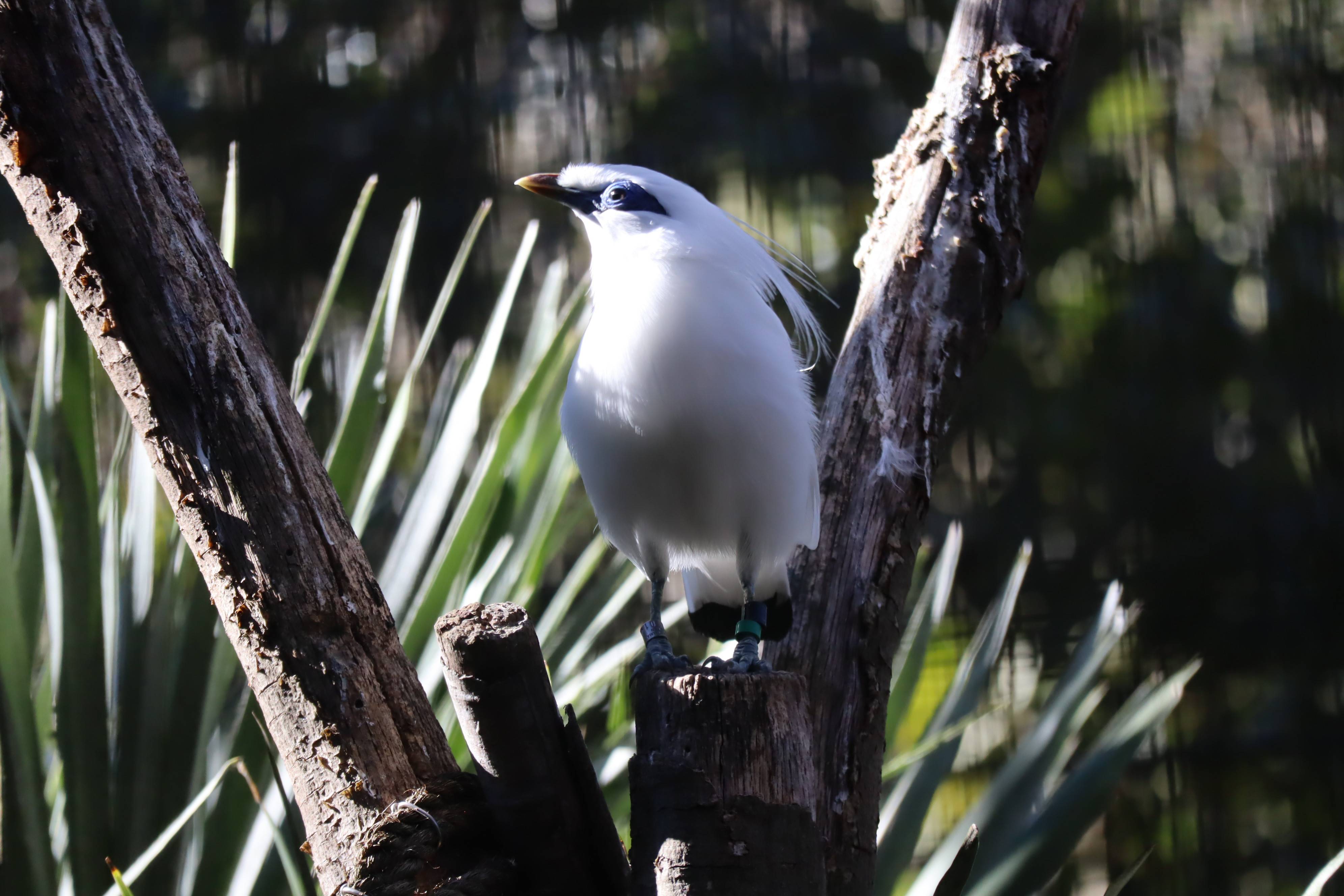 【飼育日誌】20210128:酉年 (5).jpg