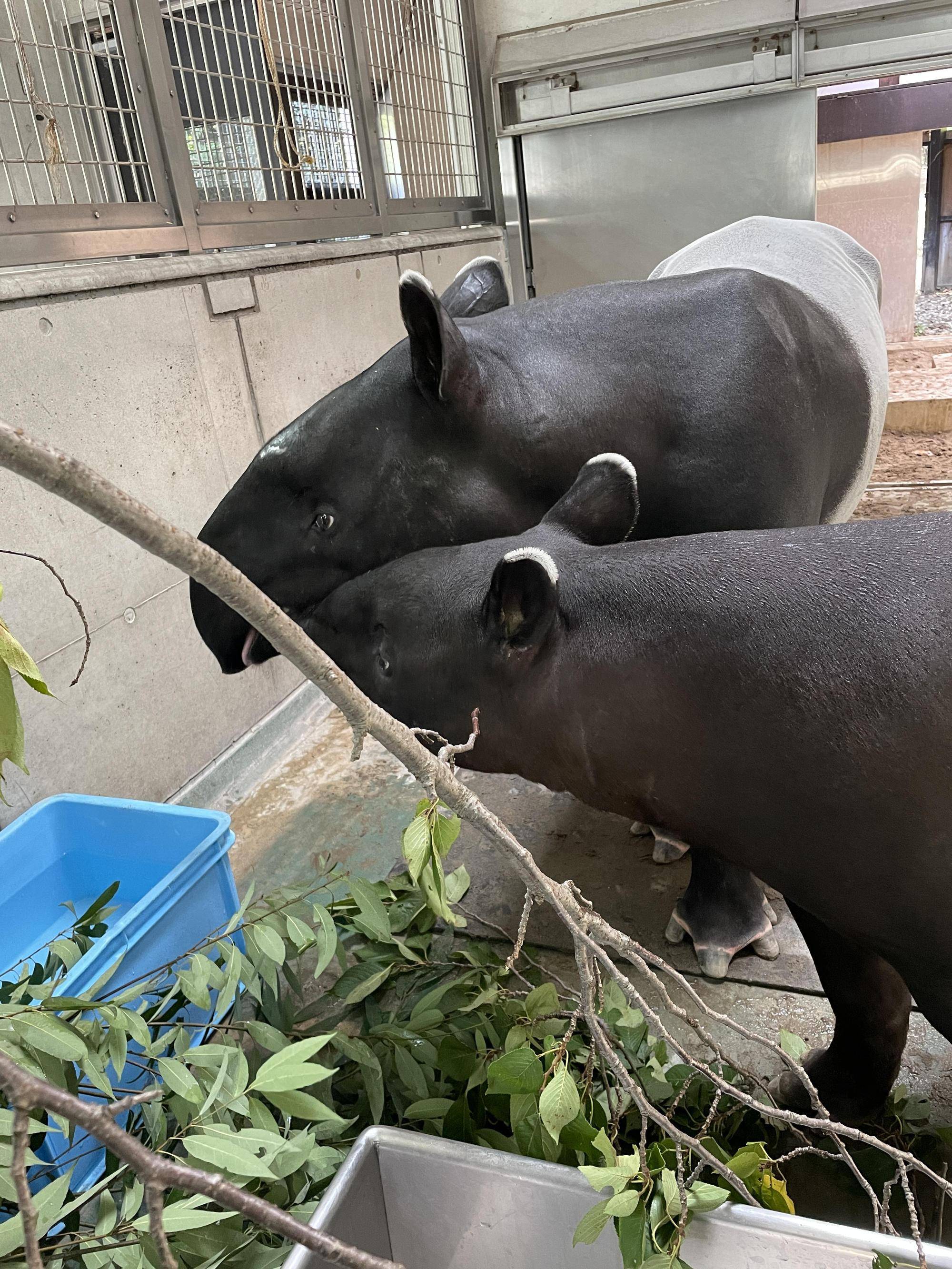 うり坊成長日記 母から学ぶ編 飼育日誌 よこはま動物園ズーラシア公式サイト 公益財団法人 横浜市緑の協会