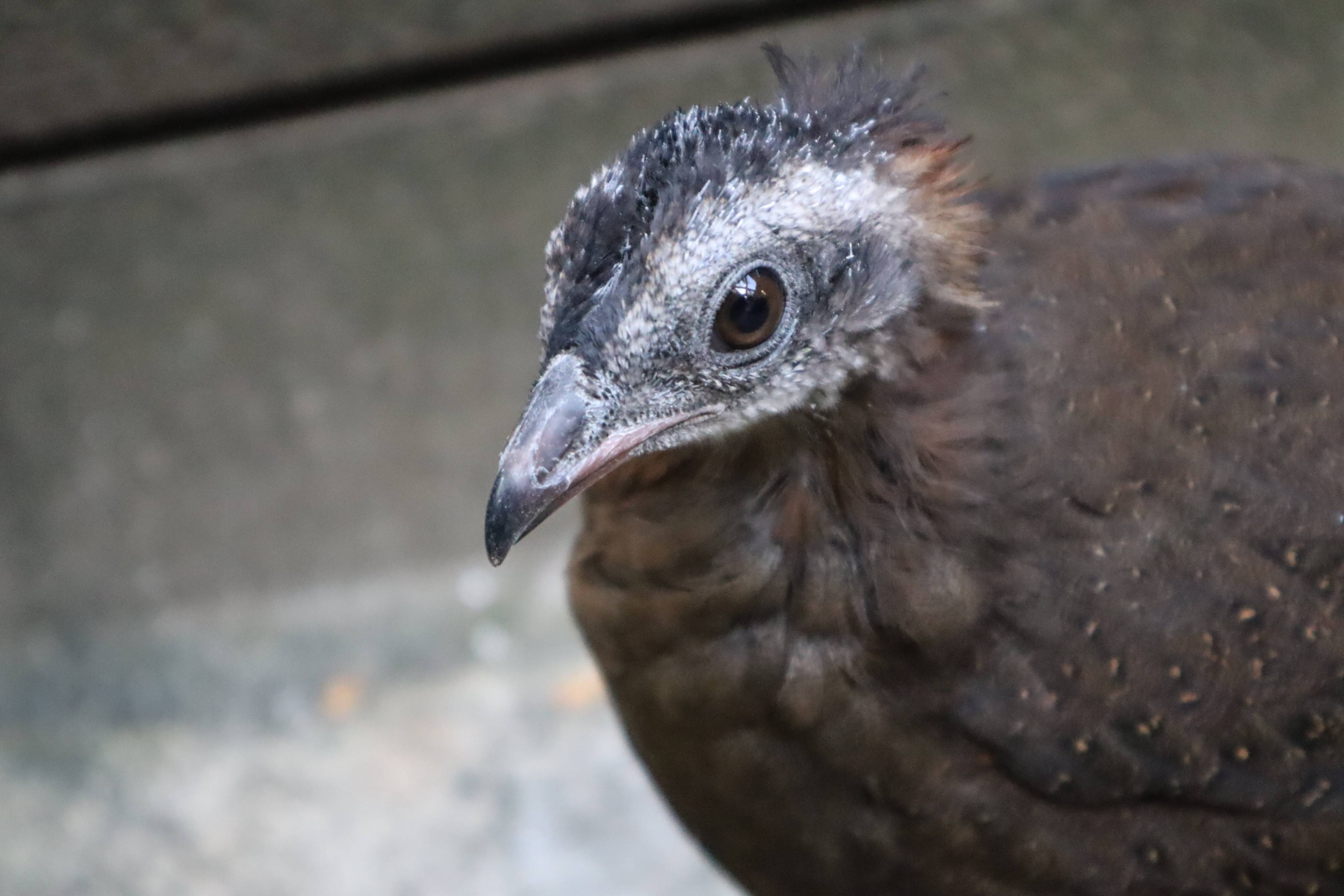 【飼育日誌】20210425:成長記11 (8).jpg