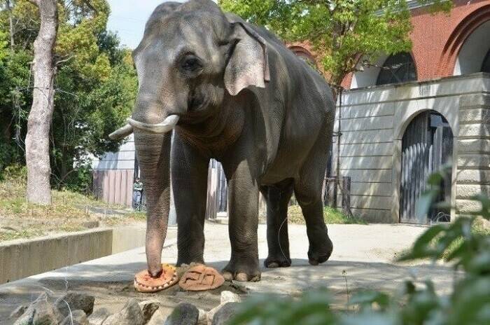 飼育日誌 190428-4 20thゾウ.jpg