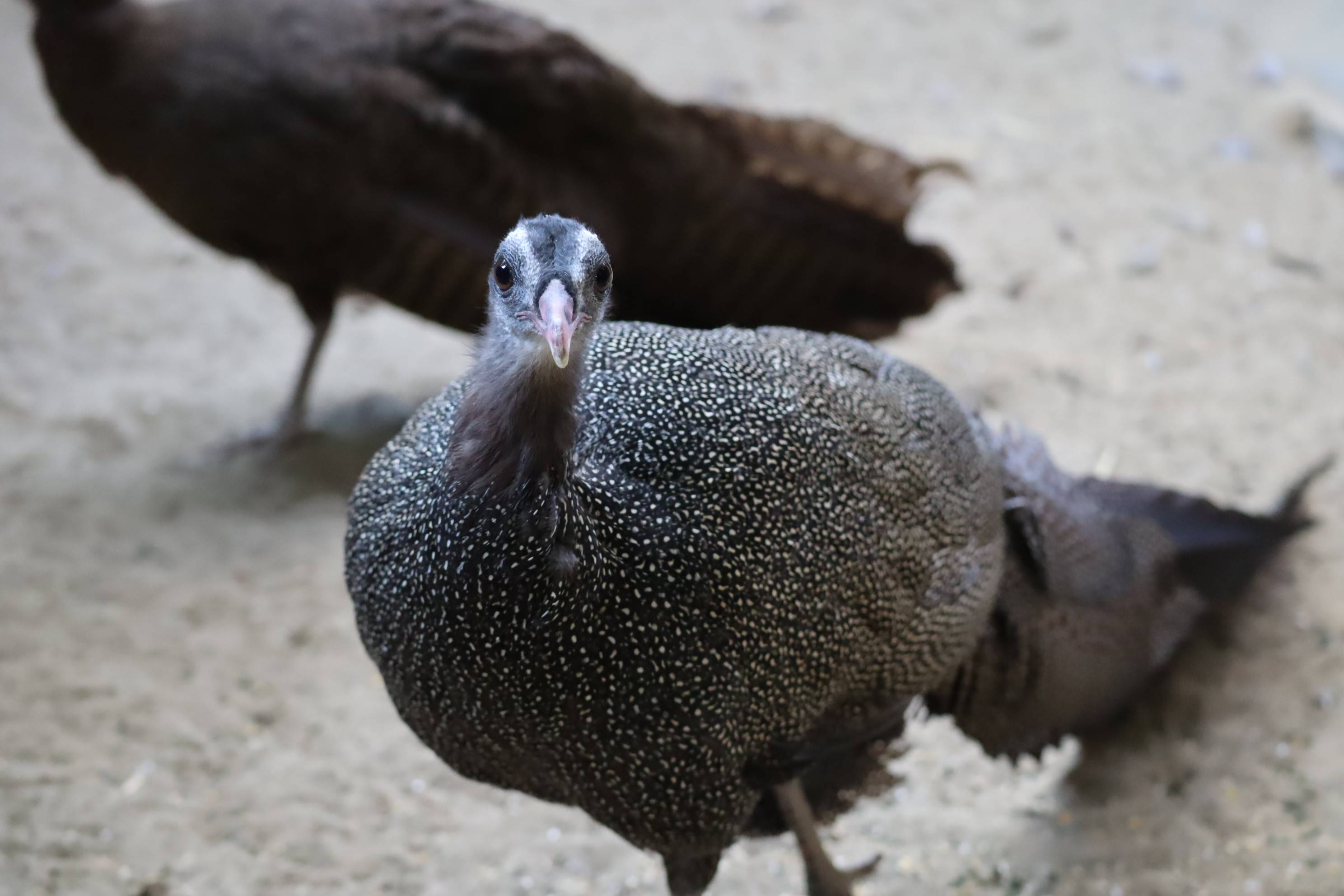 【飼育日誌】20210619:成長記13 (13).jpg