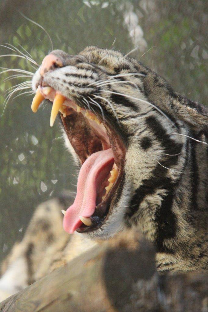 右上顎の犬歯は、先端部が折れているアニル