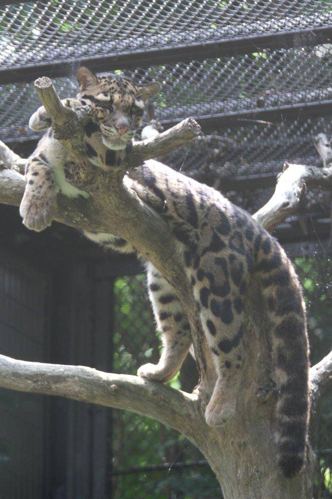 木の上で休むマリン