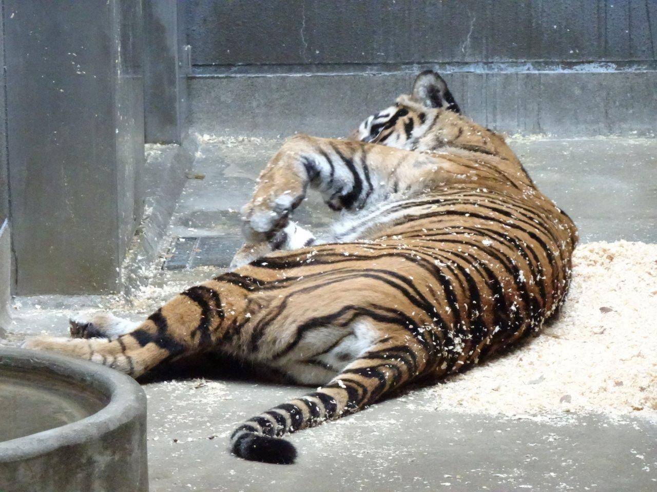 チップの上をゴロツクデル