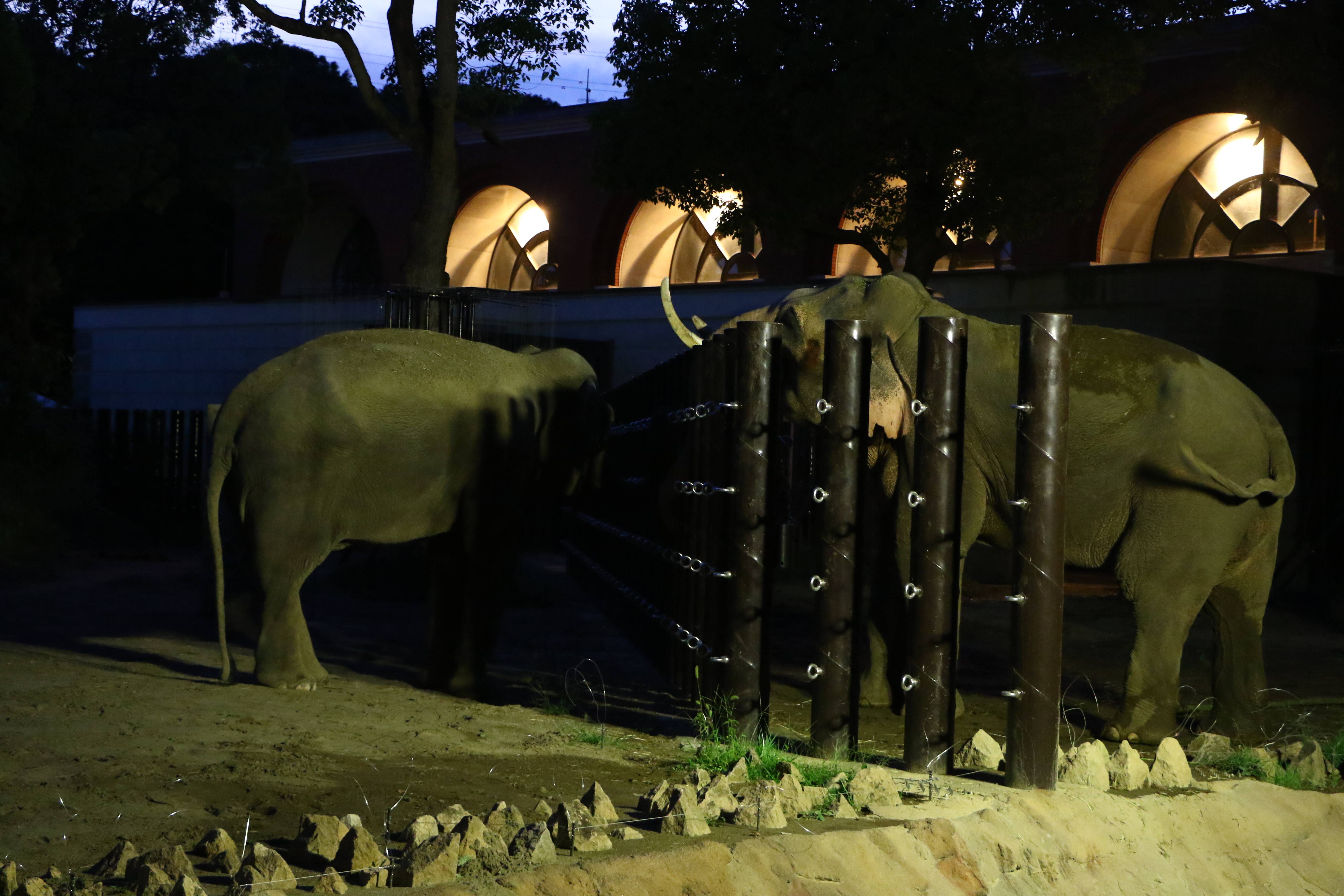 ナイトゾウ5.jpg