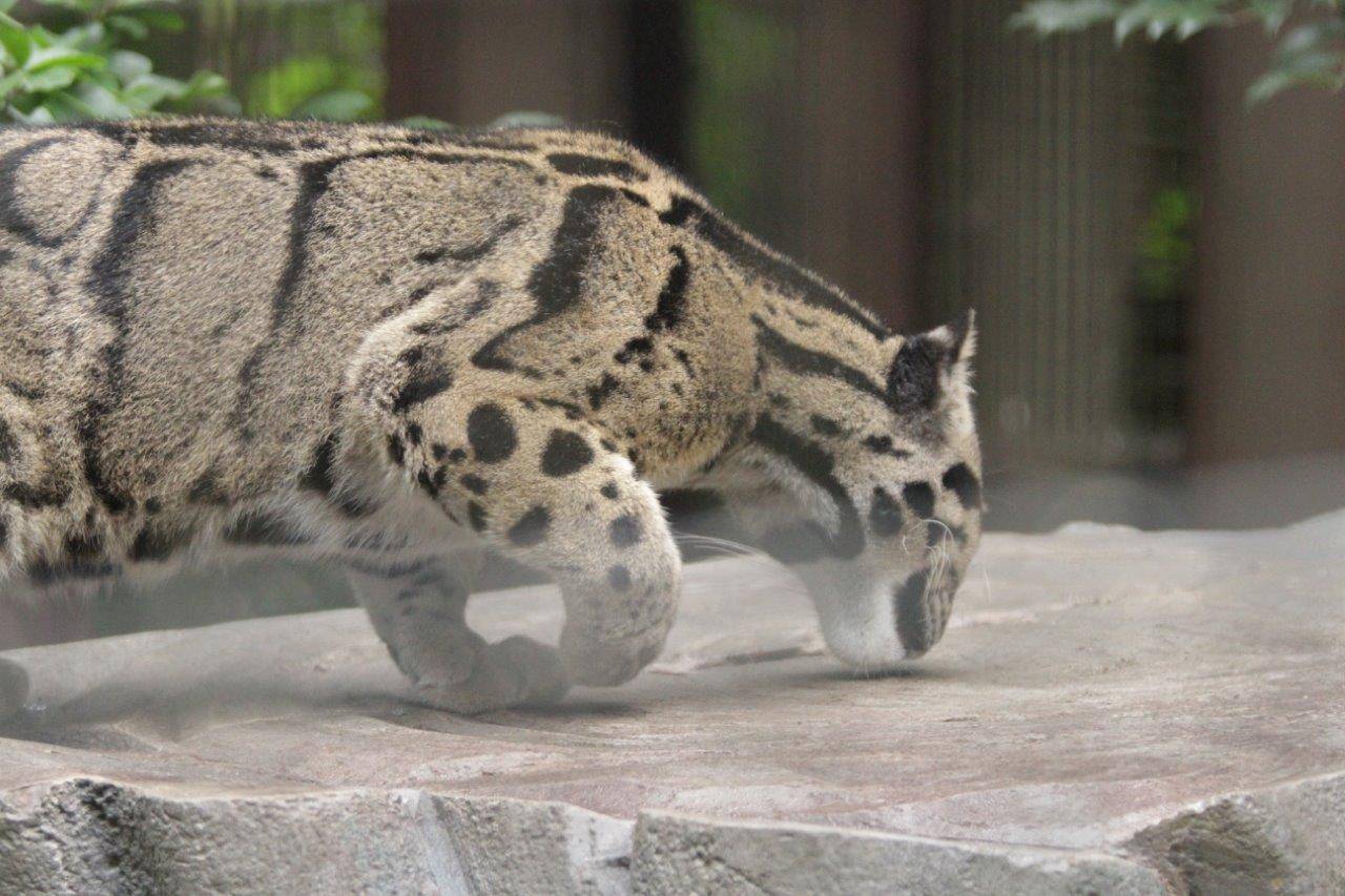 シェルターの天井部分をチェックするブー