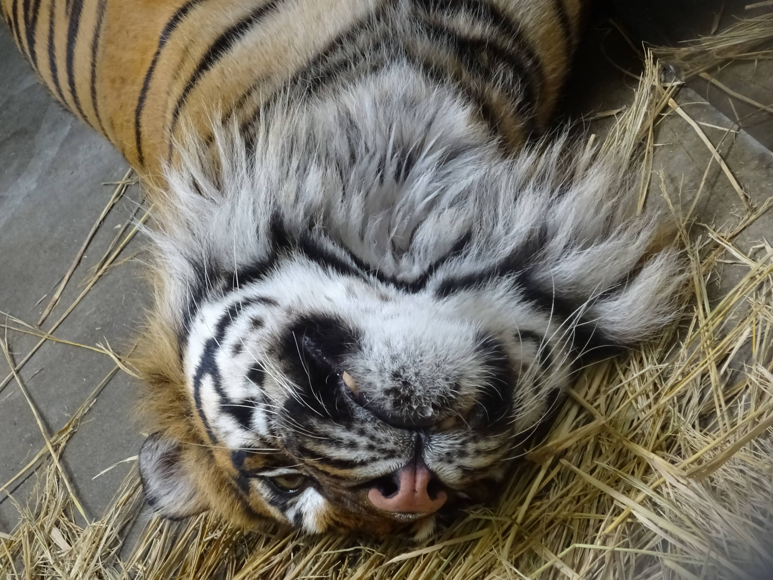 犬歯は見えるのか すまとらとらブログ よこはま動物園ズーラシア公式サイト 公益財団法人 横浜市緑の協会 犬歯は見えるのか すまとらとらブログ よこはま動物園ズーラシア公式サイト 公益財団法人 横浜市緑の協会