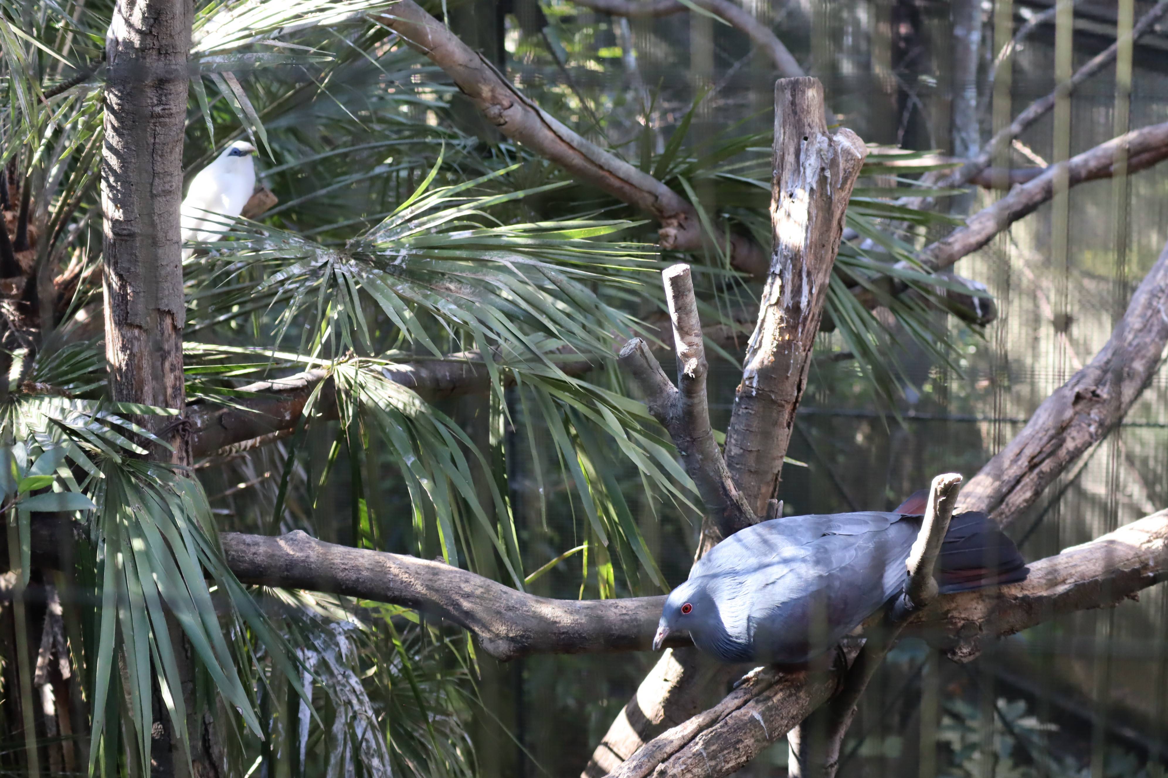 【飼育日誌】20210810：ノトゥの魅力 (17).jpg