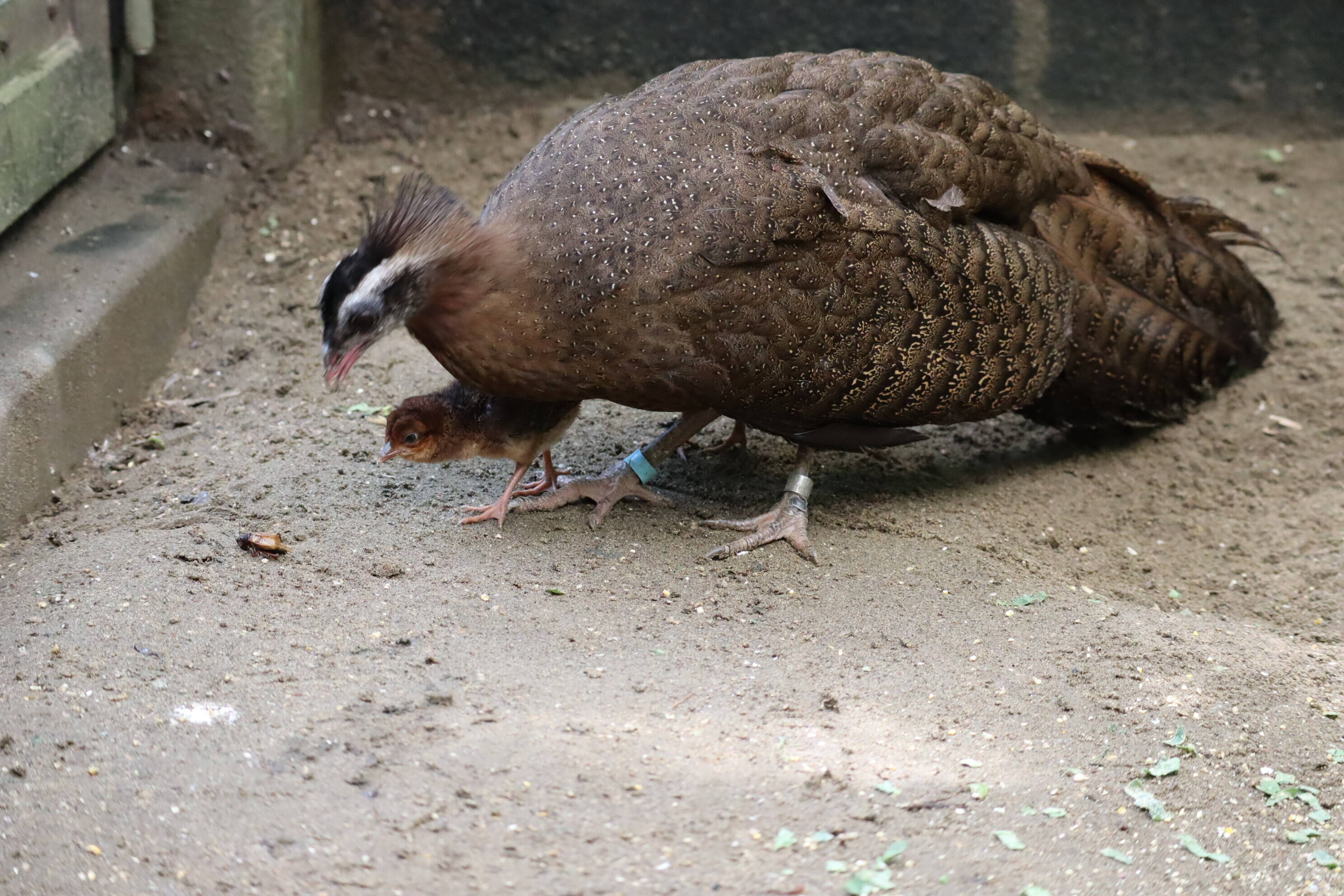 【飼育日誌】202008016:成長記3 (10).jpg