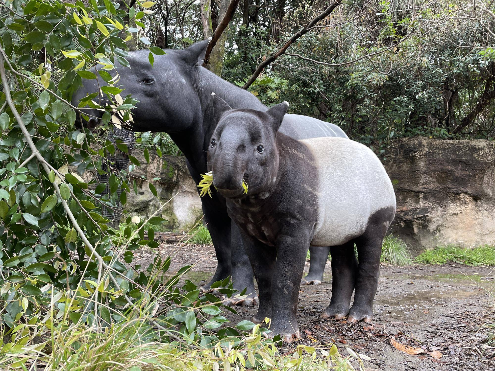 うり坊成長日記 祝 100日記念 編 飼育日誌 よこはま動物園ズーラシア公式サイト 公益財団法人 横浜市緑の協会 うり坊成長日記 祝 100日記念 編 飼育日誌 よこはま動物園ズーラシア公式サイト 公益財団法人 横浜市緑の協会