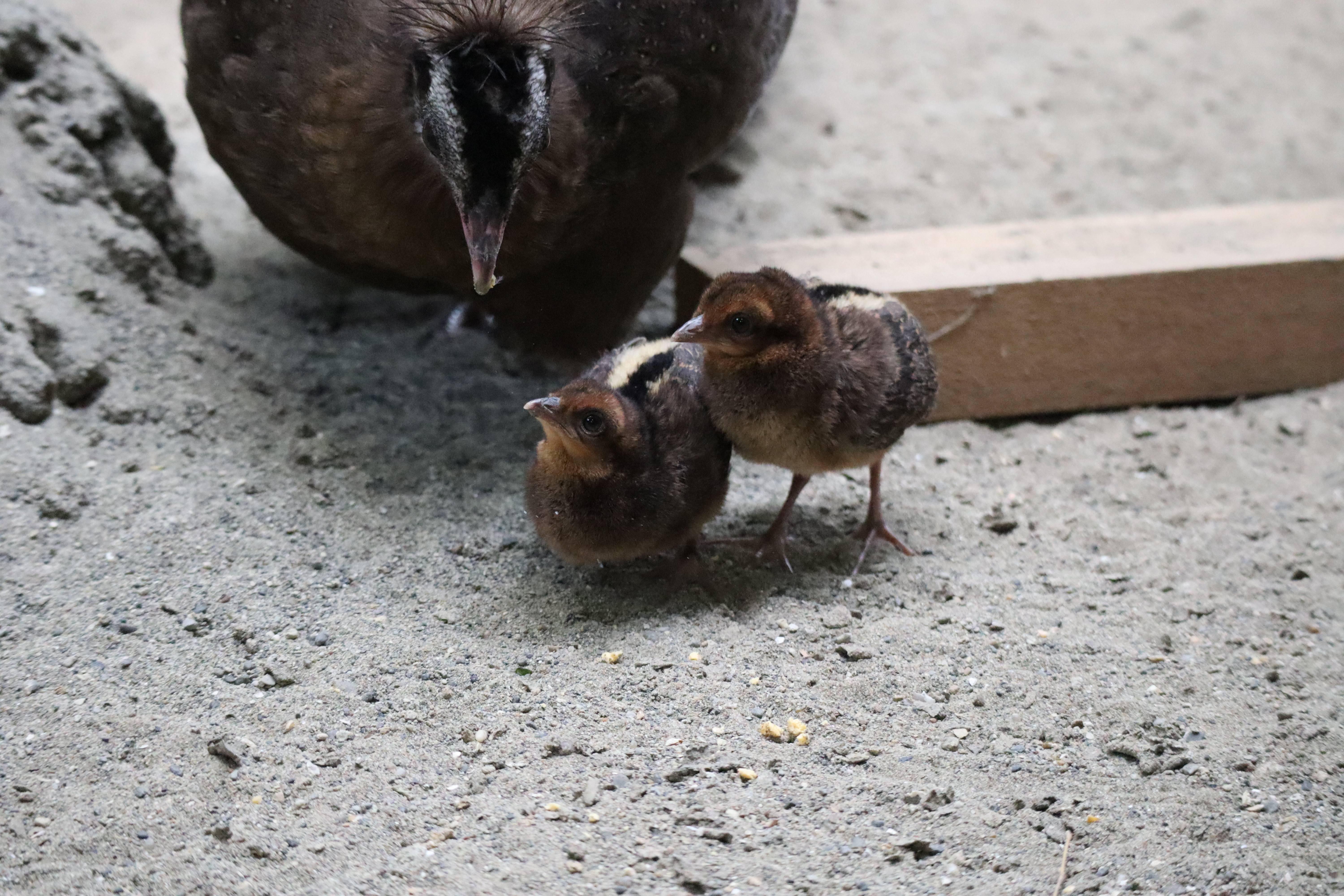 【飼育日誌】20210916:2年連続繁殖成功 (9).jpg