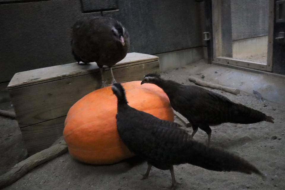 【飼育日誌】20211112:セイランハロウィン (6).jpg