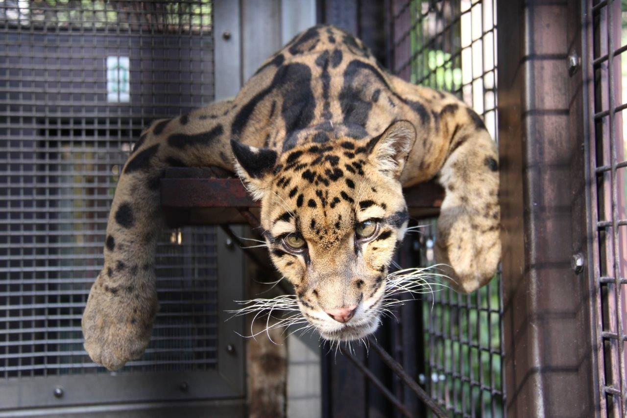 寝台上で休むコーラル