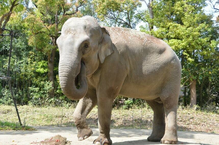 インドゾウへのプレゼントは 飼育日誌 よこはま動物園ズーラシア公式サイト 公益財団法人 横浜市緑の協会