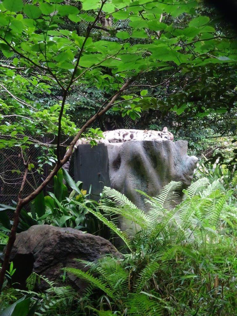 高齢者に優しい施設に 飼育日誌 よこはま動物園ズーラシア公式サイト 公益財団法人 横浜市緑の協会 高齢者に優しい施設に 飼育日誌 よこはま動物園ズーラシア公式サイト 公益財団法人 横浜市緑の協会