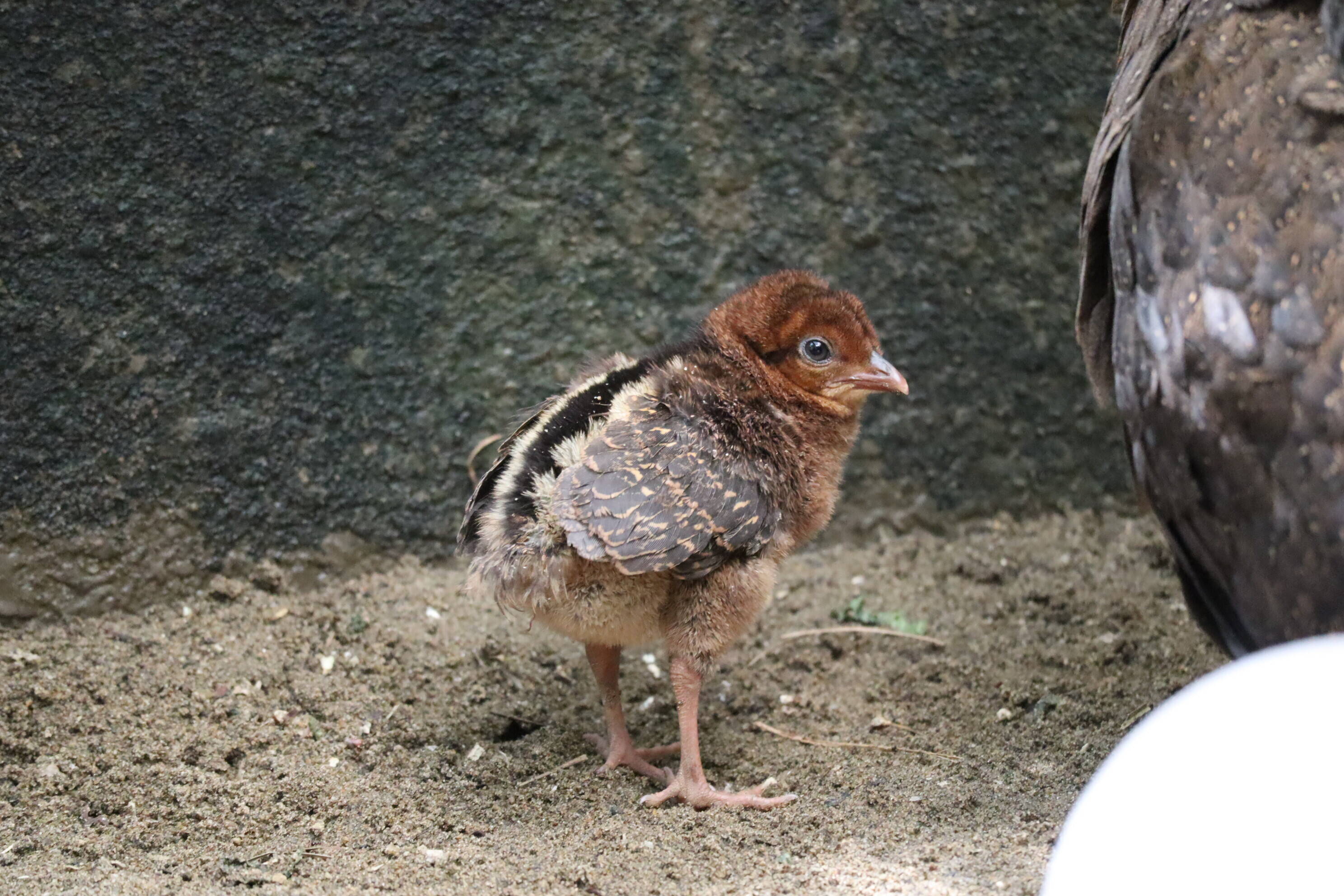 【飼育日誌】202008016:成長記4 (2).jpg