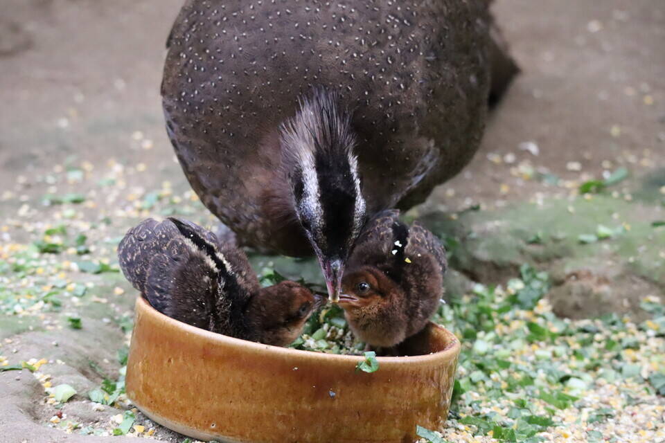 【飼育日誌】202008016:成長記3 (23).jpg