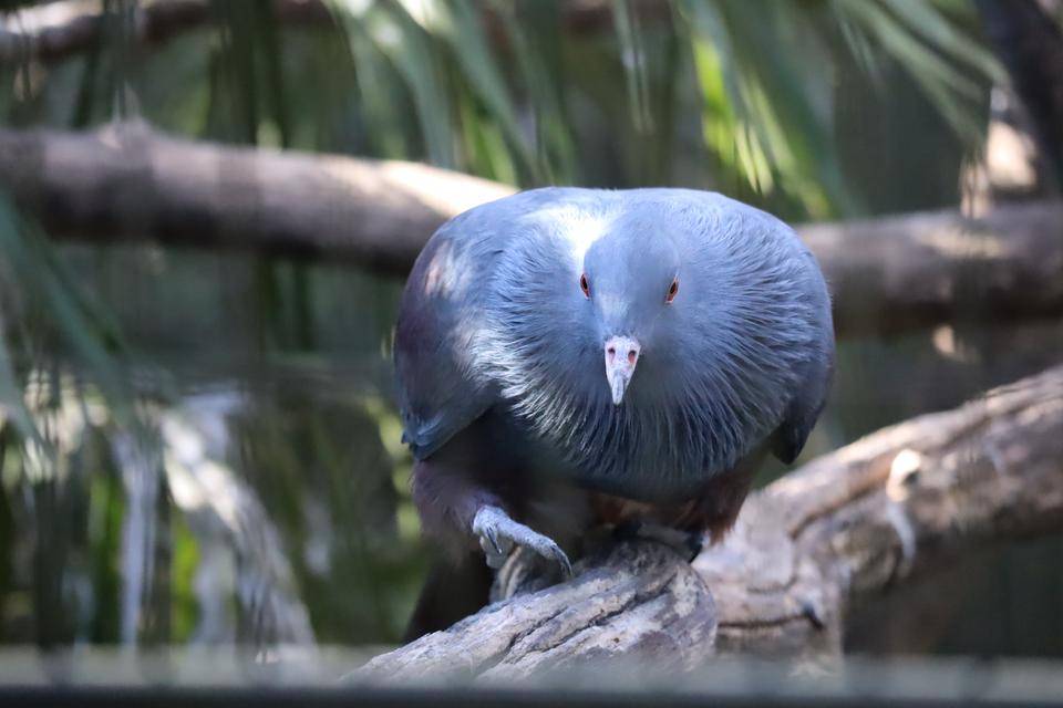 【飼育日誌】20210810：ノトゥの魅力 (8).jpg