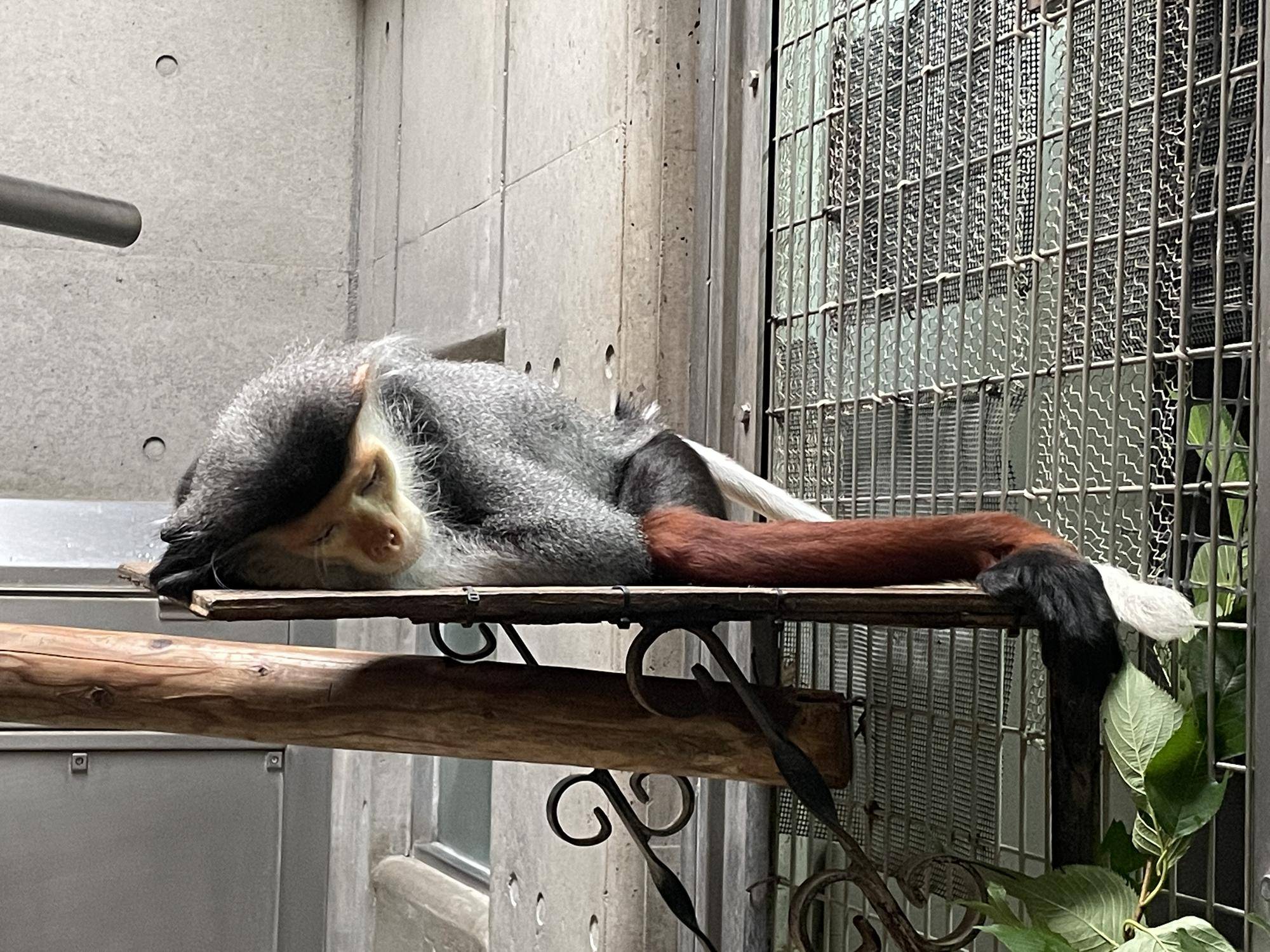 【飼育日誌】20220802：マニプクの思い出 (8).jpg