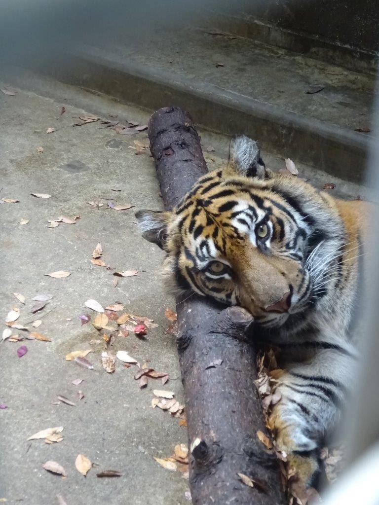落ち葉のベットに丸太の枕を使用して休むラウト