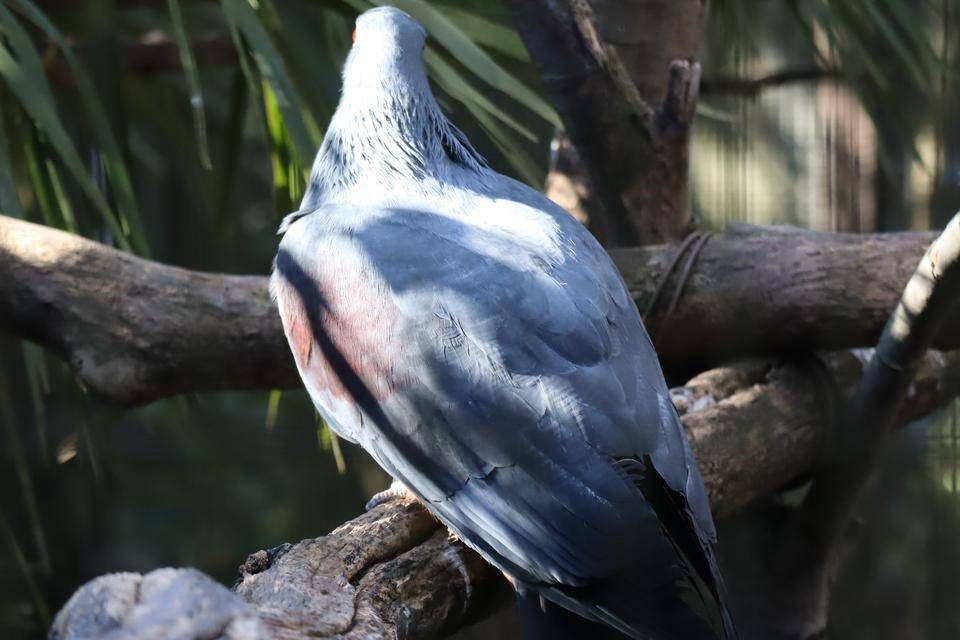 【飼育日誌】20210810：ノトゥの魅力 (6).jpg