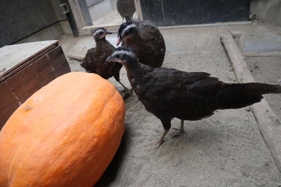 【飼育日誌】20211112:セイランハロウィン (2).jpg