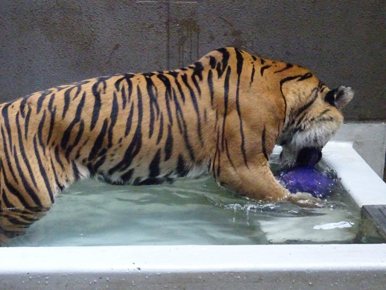 再びジョリーボールの破壊行動を再開したラウト