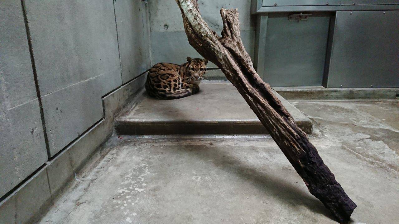 床暖上で丸まって休むスパイダー