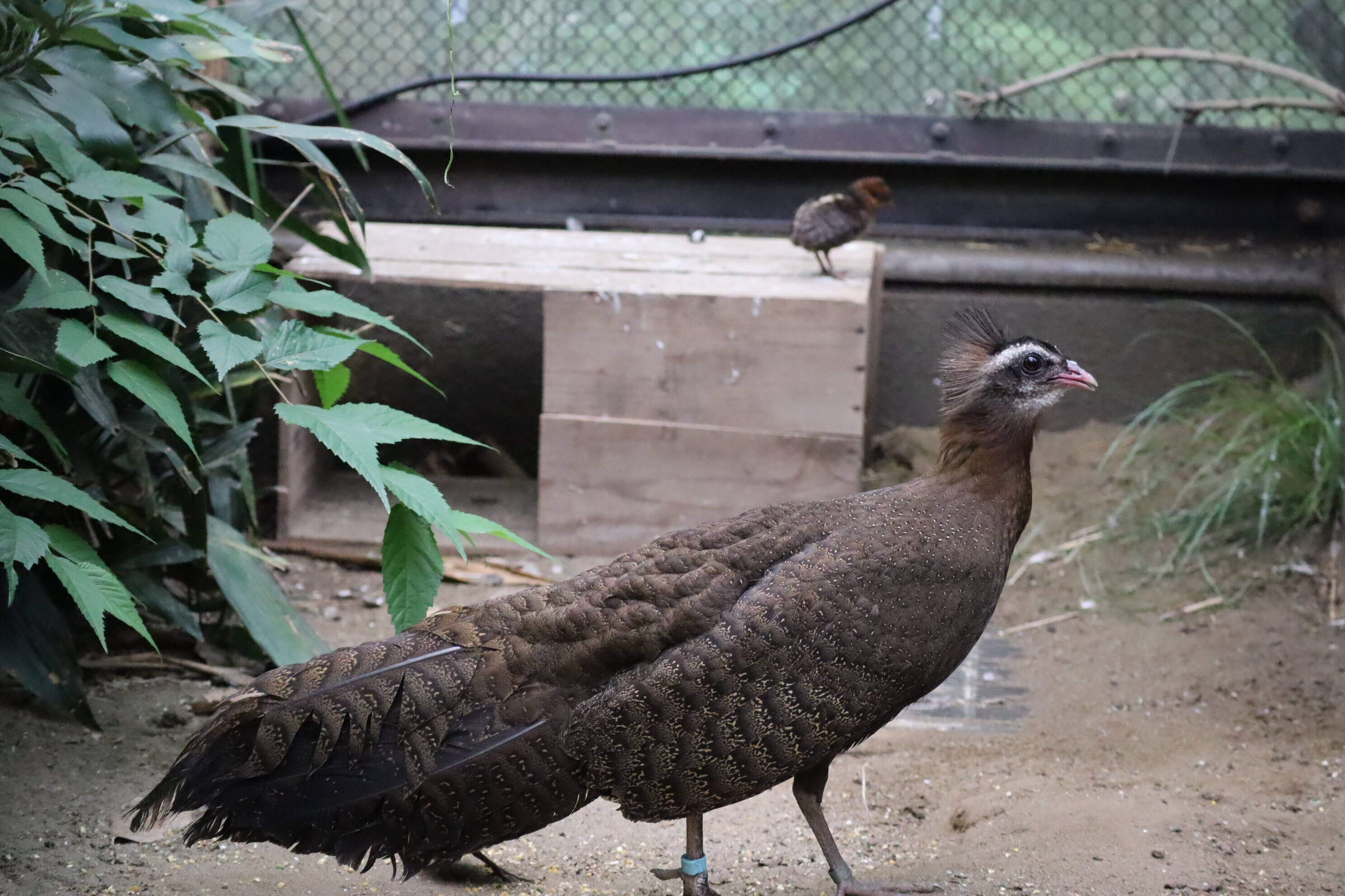 【飼育日誌】20200917：成長記5 (21).jpg