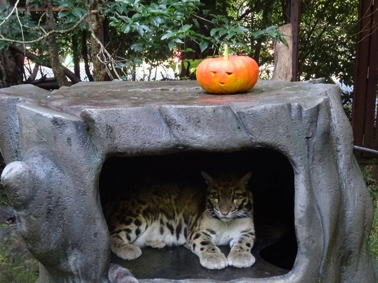 ハロウィンカボチャが置かれたシェルター内で休むアニル