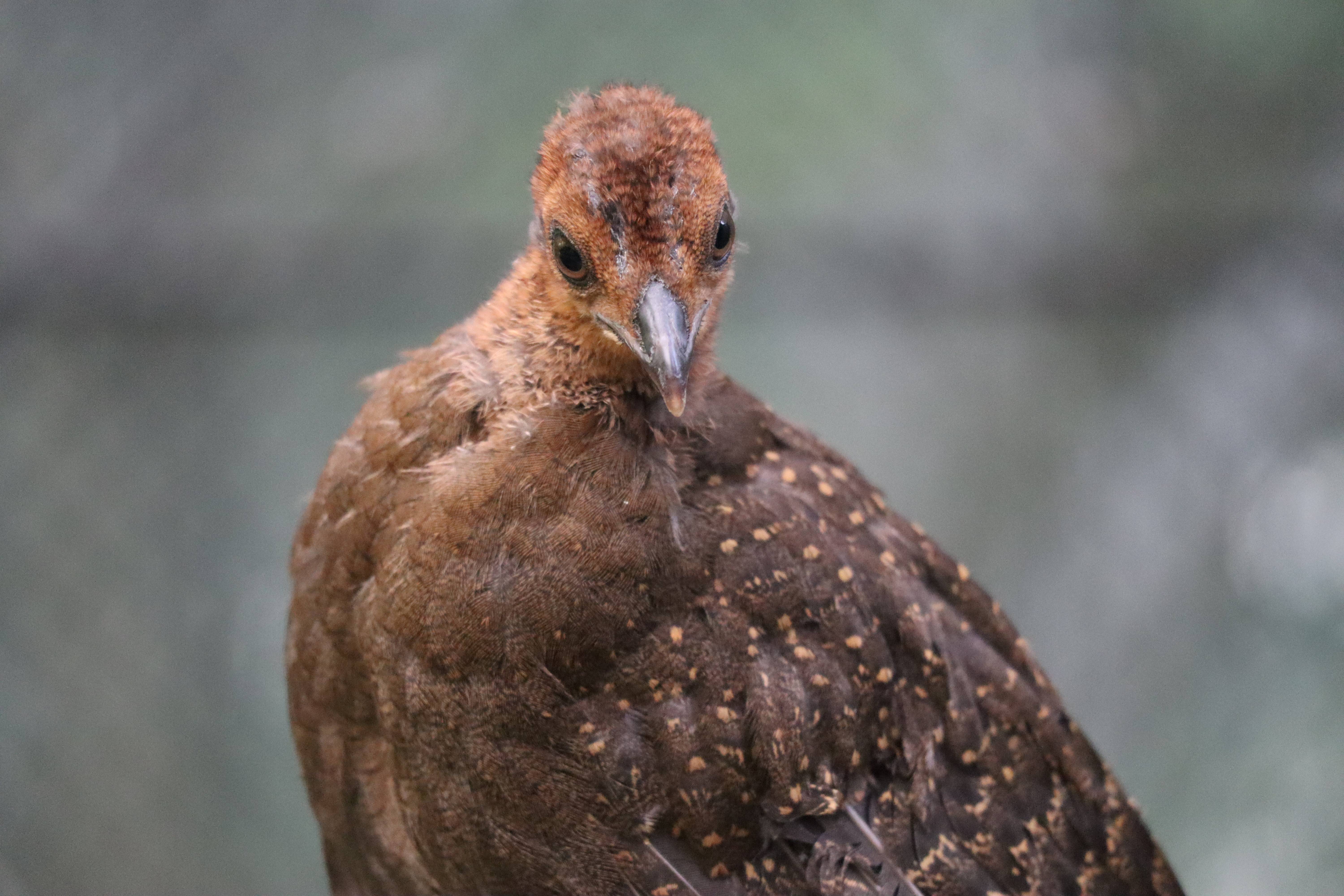 【飼育日誌】20210317：成長記9 (10).jpg