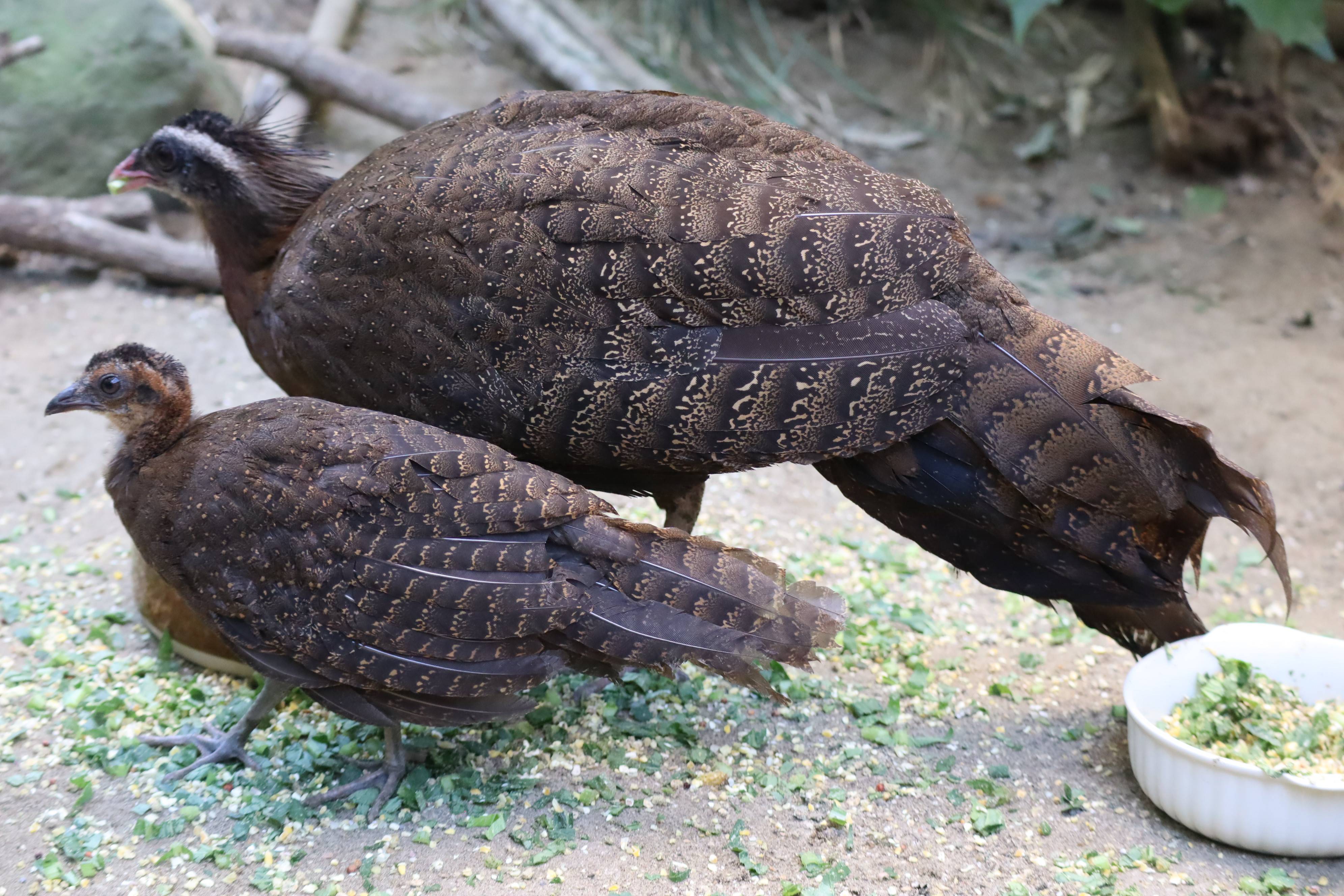【飼育日誌】20210317：成長記9 (13).jpg